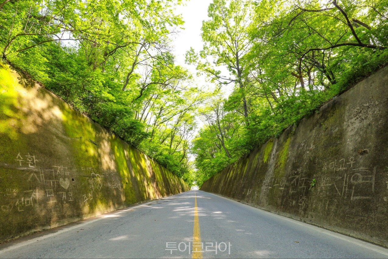 단양군 이끼터널/사진-단양군