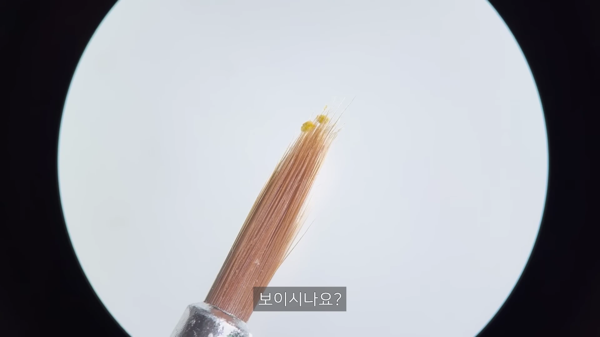 현미경 시야를 통해 본 붓 끝에 맺힌 미세한 노란색 꽃가루 알갱이들.