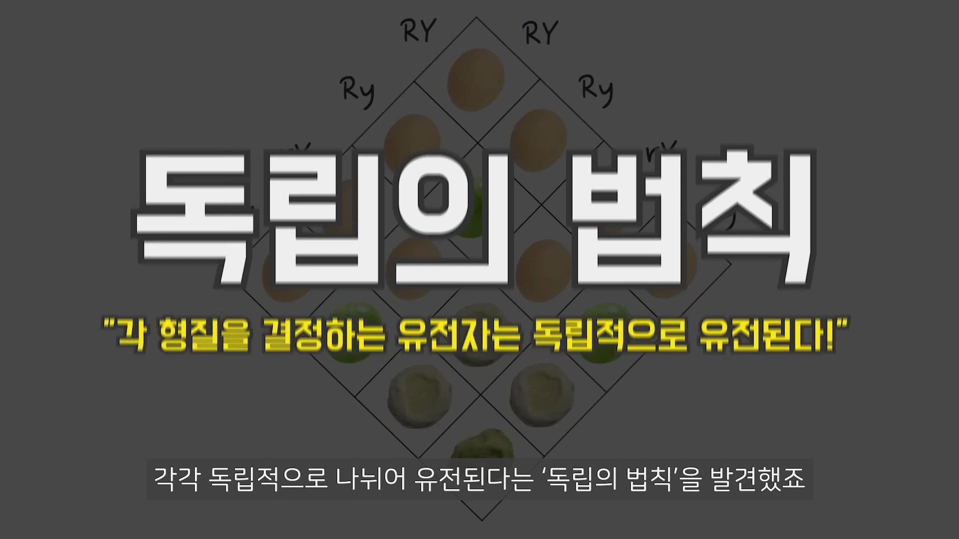 멘델의 유전 법칙을 설명하는 교육용 그래픽으로, 배경에 완두콩의 유전자형을 나타내는 퍼넷 사각형과 함께 '독립의 법칙'이라는 큰 제목과 '각 형질을 결정하는 유전자는 독립적으로 유전된다!'는 설명이 강조되어 있습니다.