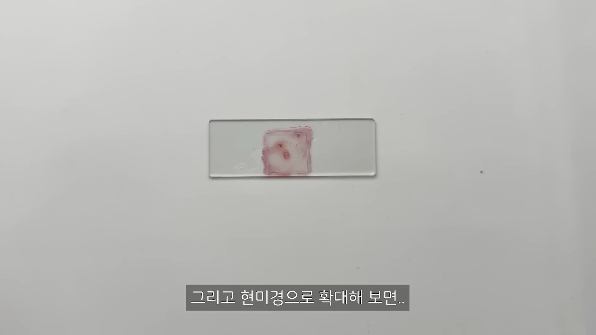 흰색 배경 위에 놓인 직사각형 모양의 슬라이드 글라스 중앙에 보라색으로 염색된 시료가 덮개 유리에 덮여 있다.