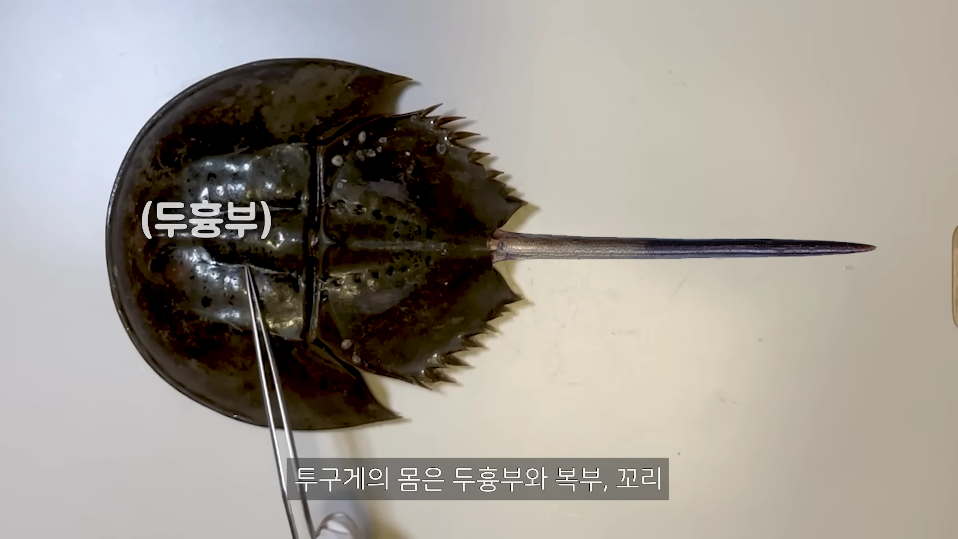 핀셋으로 투구게의 등 껍데기 부분을 가리키고 있는 모습이며 화면에 '두흉부'라는 글자와 '투구게의 몸은 두흉부와 복부, 꼬리'라는 자막이 표시되어 있습니다.