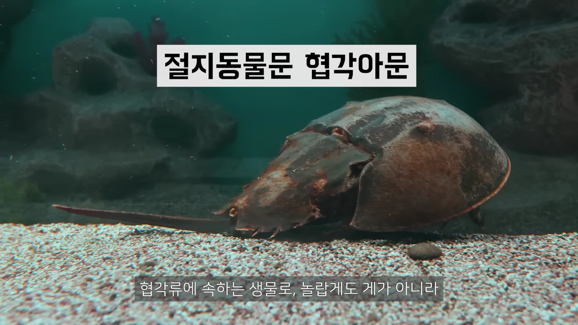 물속 바닥에 있는 투구게의 모습과 함께 '절지동물문 협각아문'이라는 자막이 쓰여 있는 화면