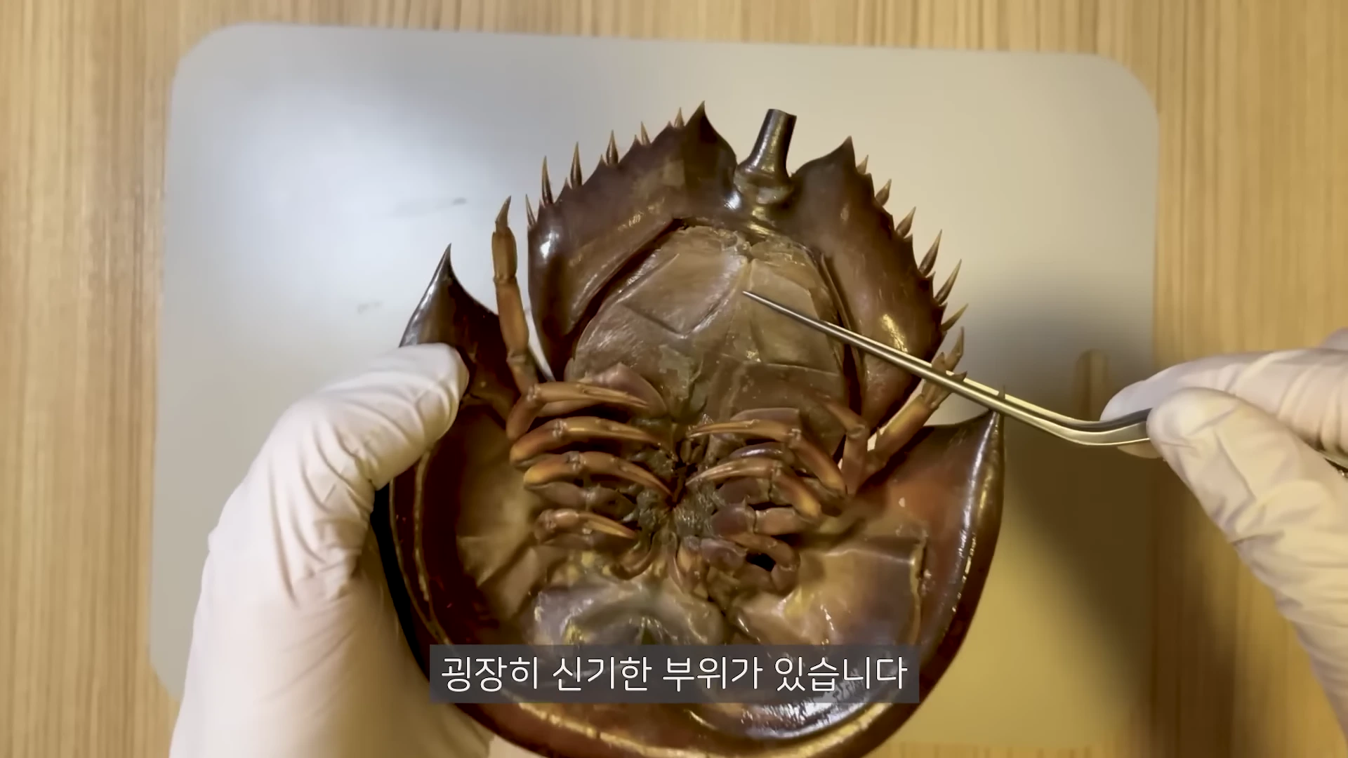 흰색 장갑을 낀 두 손이 투구게의 배면을 잡고 있으며, 핀셋으로 특정 부위를 가리키고 있는 모습