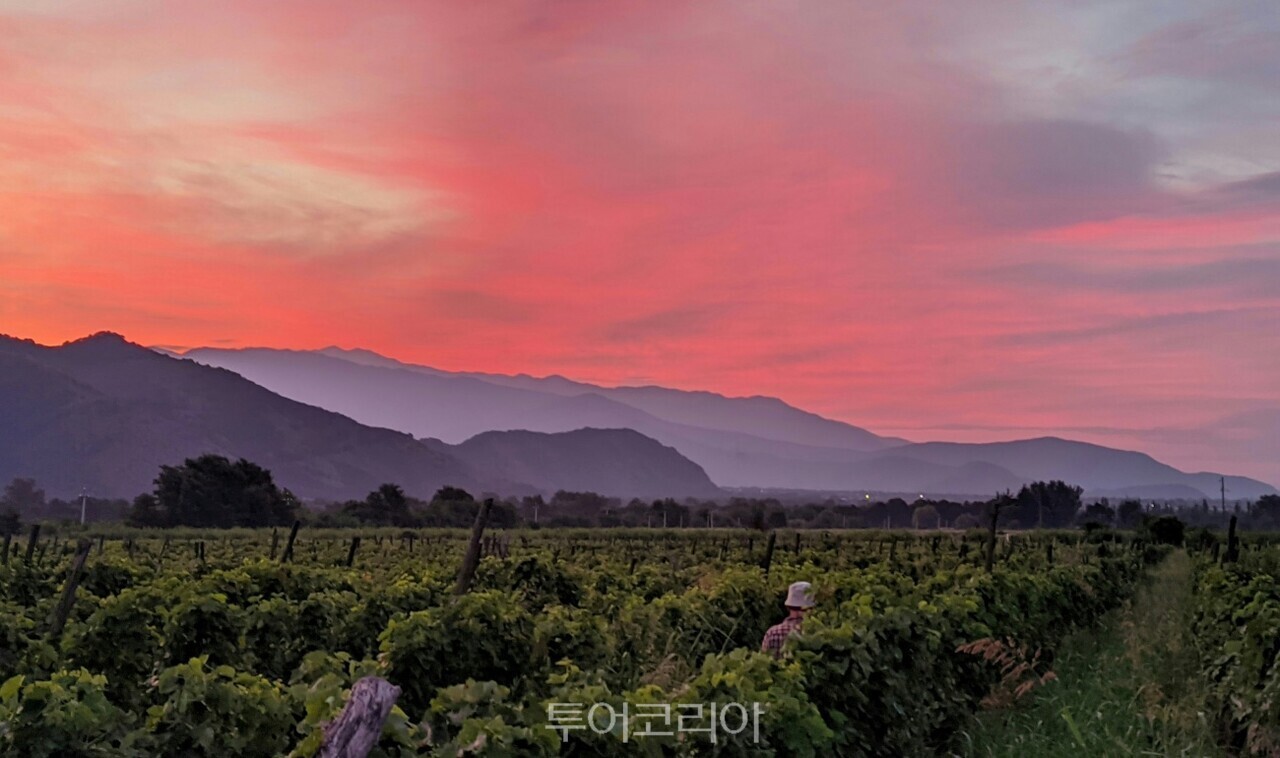 코카서스산맥을 배경으로 포도밭이 펼쳐진 조지아 카헤티 지역. 약 8000년의 와인 역사를 간직한 조지아에서 카헤티는 대표적인 와인 산지로 꼽힌다 ./사진-픽사베이