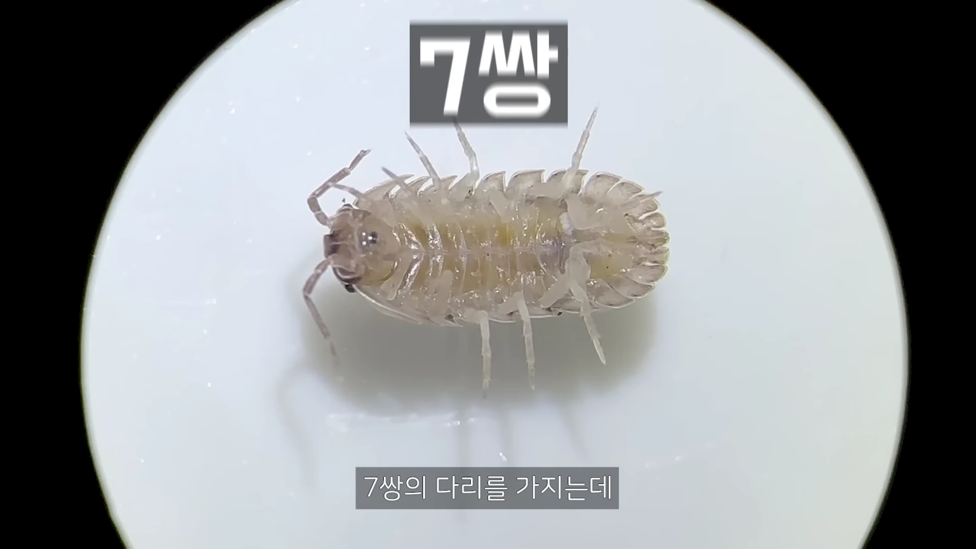 현미경으로 확대된 갯강구의 배면 모습이며, 다리가 7쌍 달려 있다는 설명과 '7쌍'이라는 큰 글자가 화면 상단에 표시되어 있습니다.
