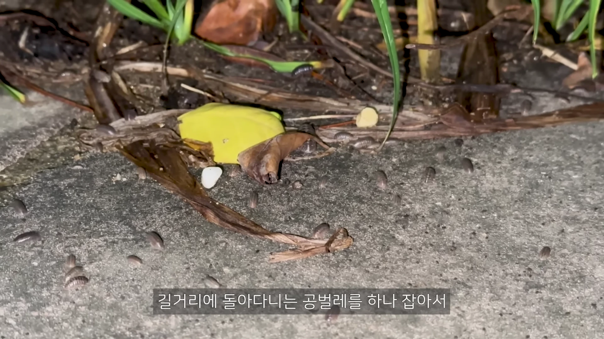길 위와 흙 바닥 위에 수많은 작은 공벌레들이 흩어져 움직이고 있으며 화면 하단에는 흰색 자막이 배치되어 있습니다.