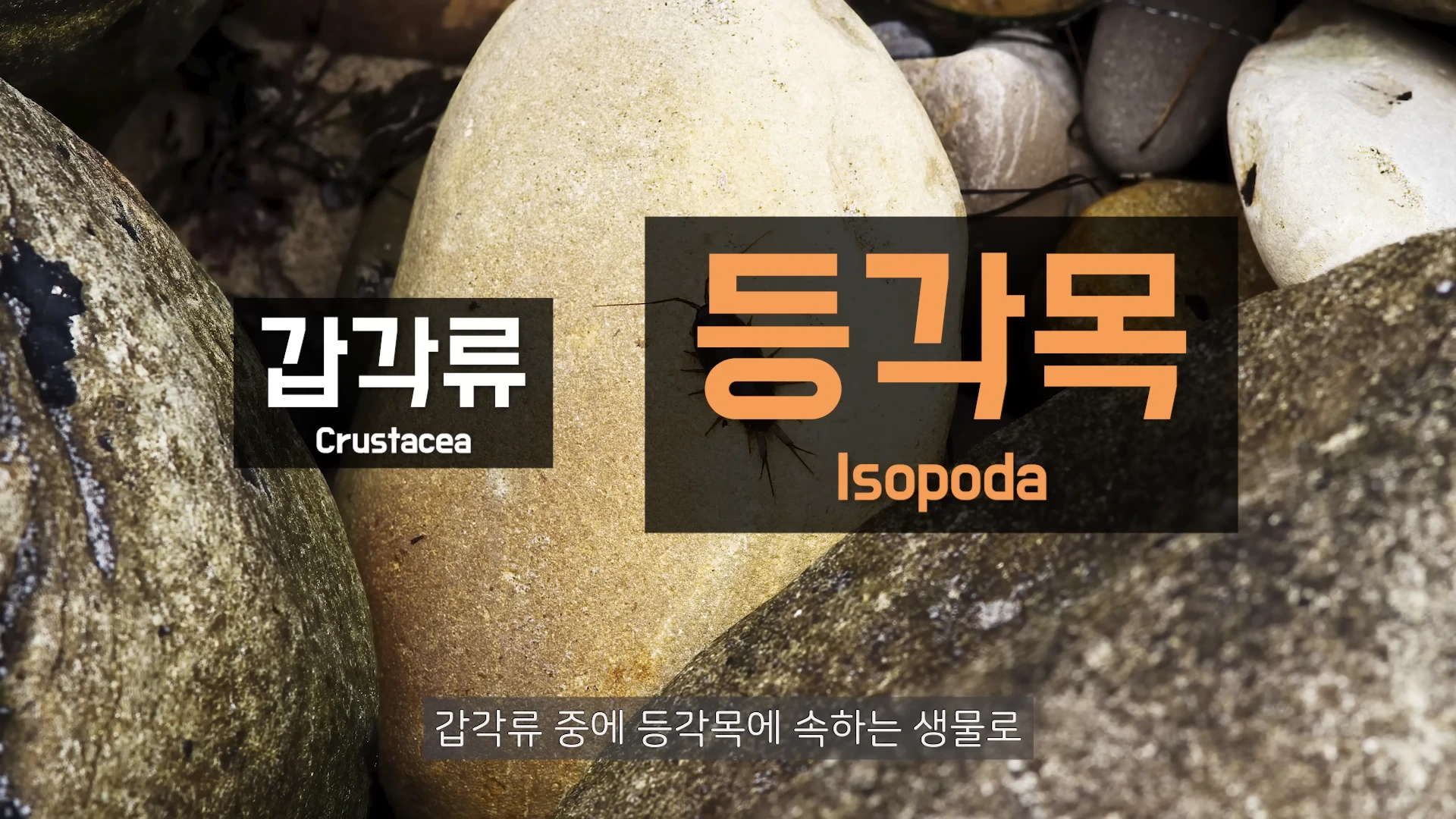 바위 틈에 있는 갯강구 사진 위에 '갑각류'와 '등각목'이라는 글자가 자막으로 표시되어 있음