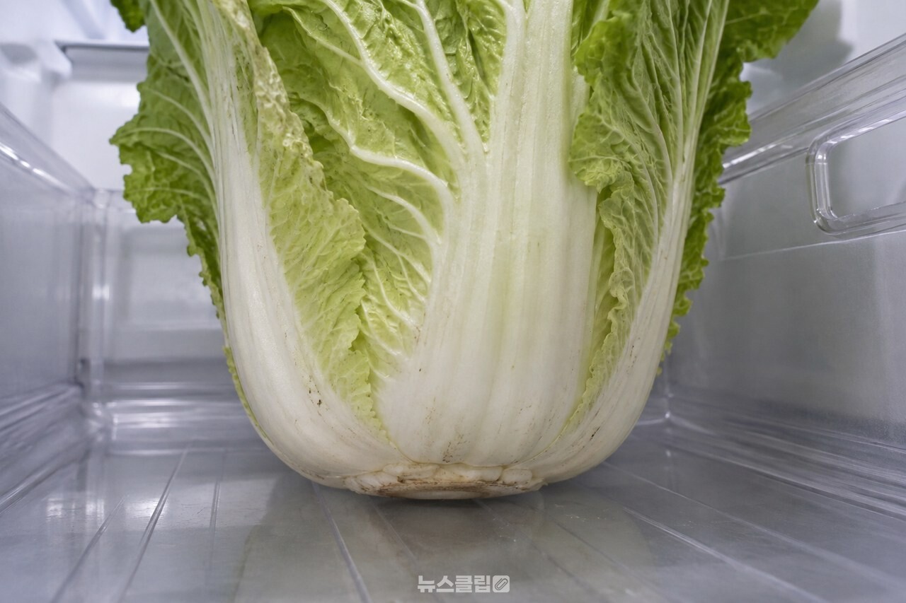단단한 밑동으로 무게를 받도록 세워 둔 배추 / 기사 이해를 돕기 위한 생성형 이미지