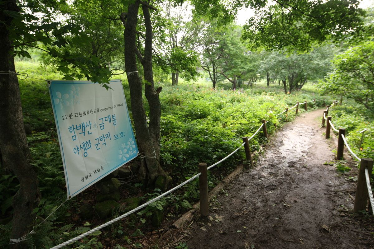 만항재 야생화 탐방로 / 한국관광공사-김지호
