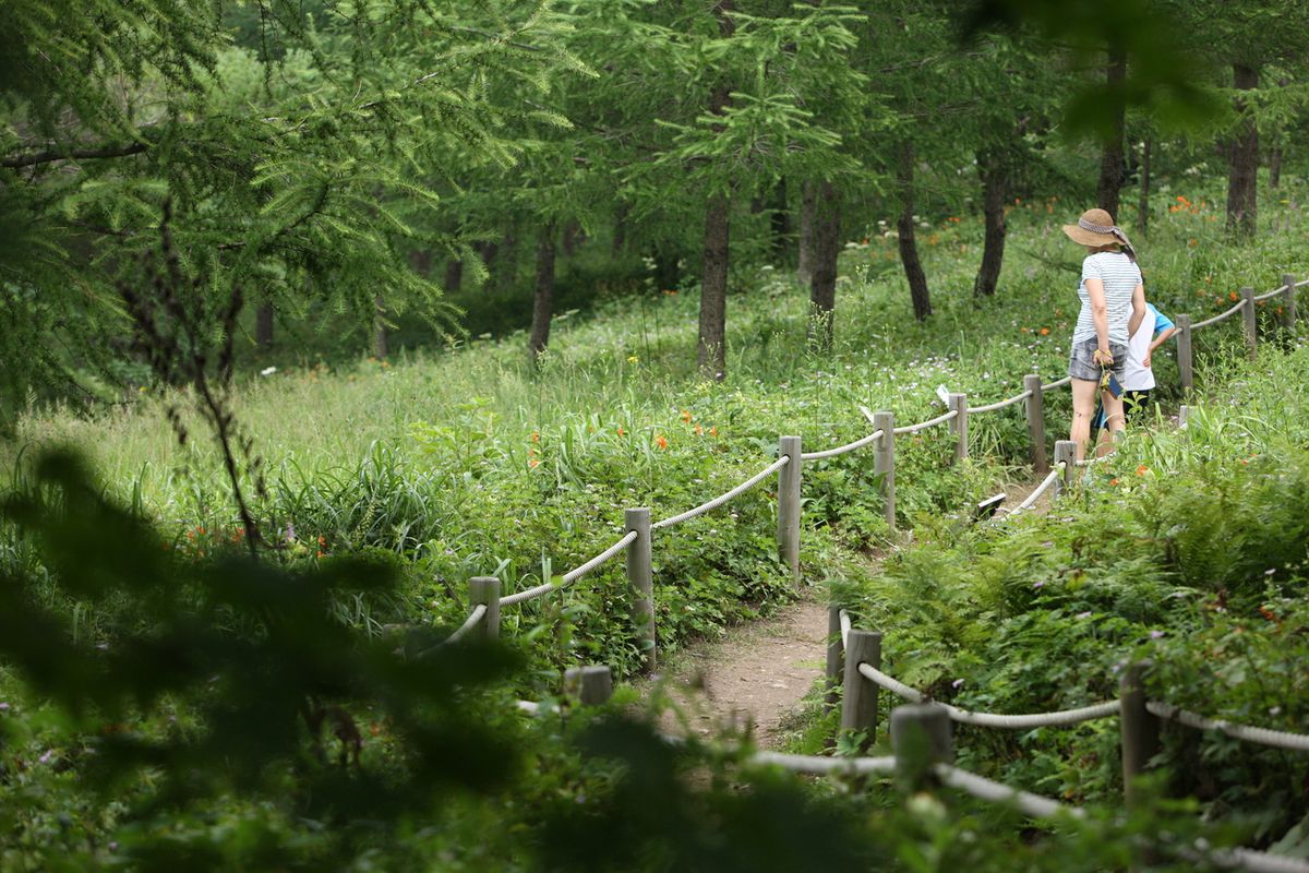 만항재 야생화 탐방로 / 한국관광공사-김지호