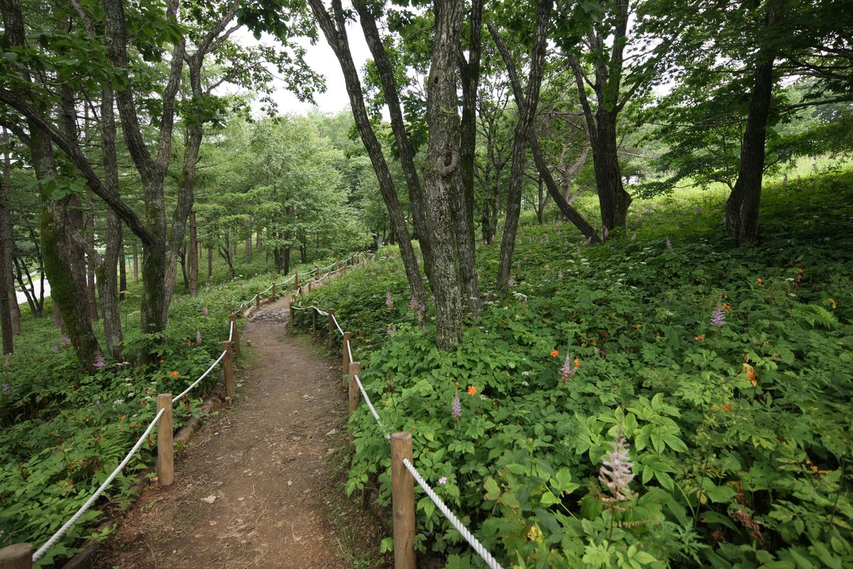 만항재 야생화 탐방로 / 한국관광공사-김지호