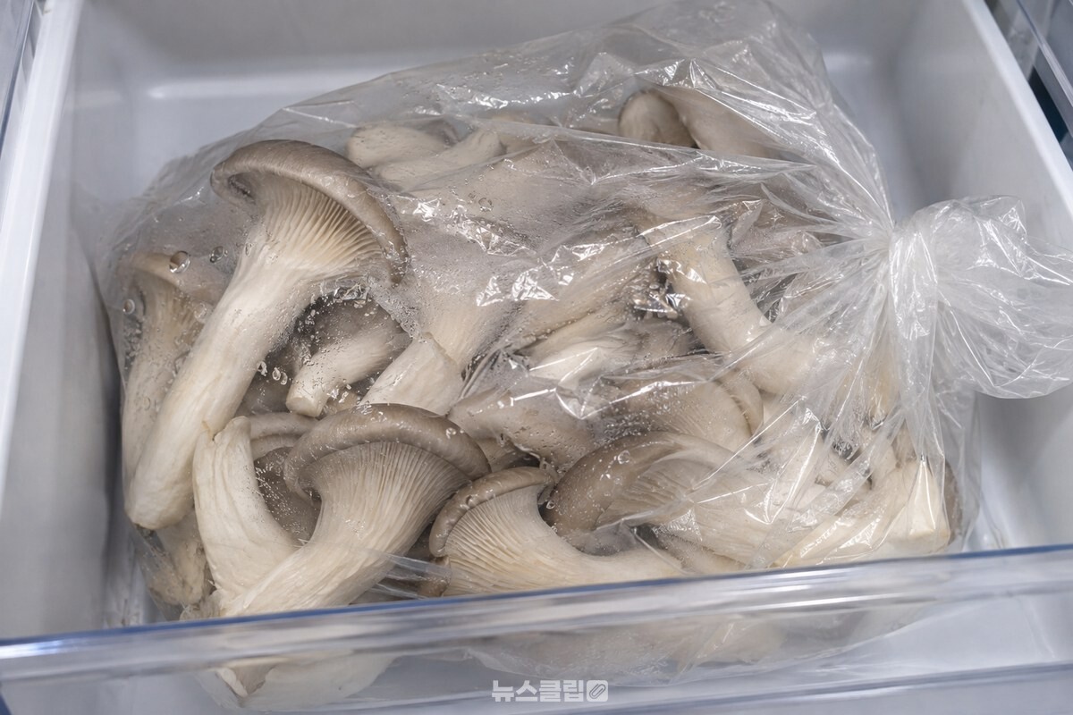 비닐봉지 안쪽에 물방울이 맺힌 느타리버섯 보관 상태 / 기사 이해를 돕기 위한 생성형 이미지