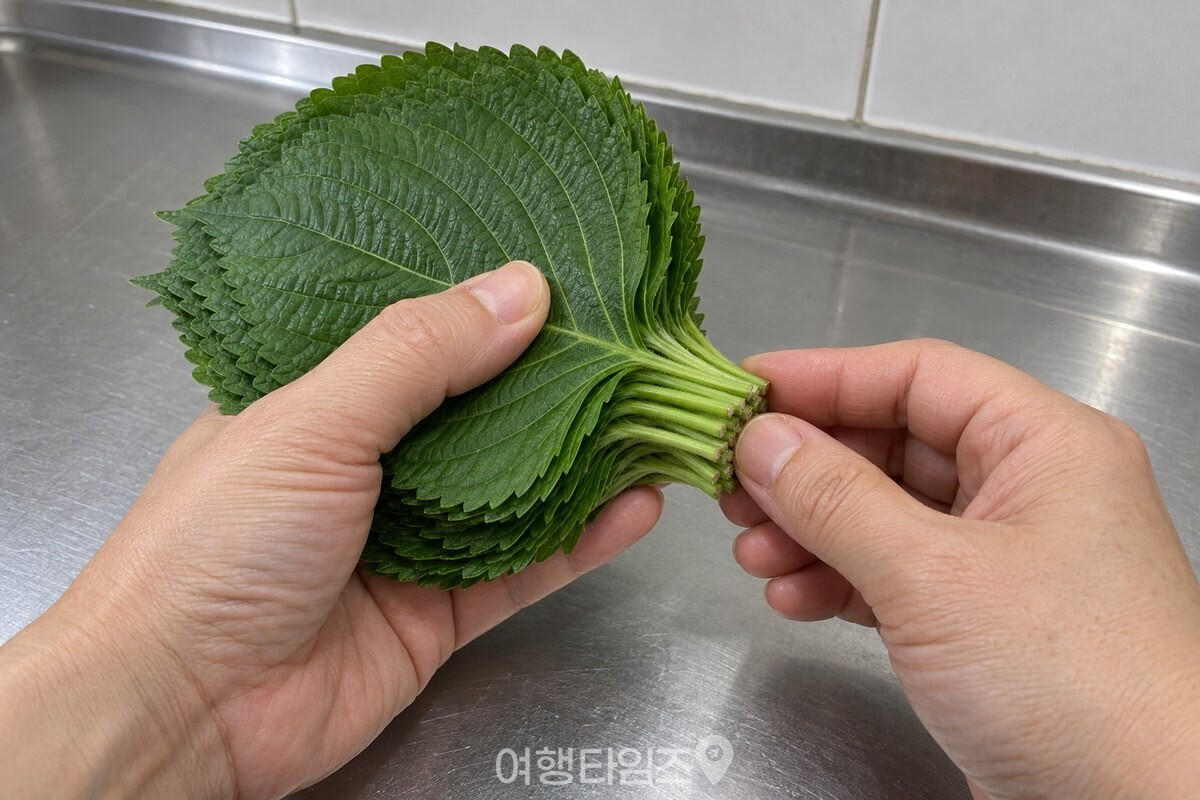 손으로 깻잎 묶음을 추슬러 줄기 끝을 한쪽으로 가지런히 모으고 있다. / 기사 이해를 돕기 위한 생성형 이미지