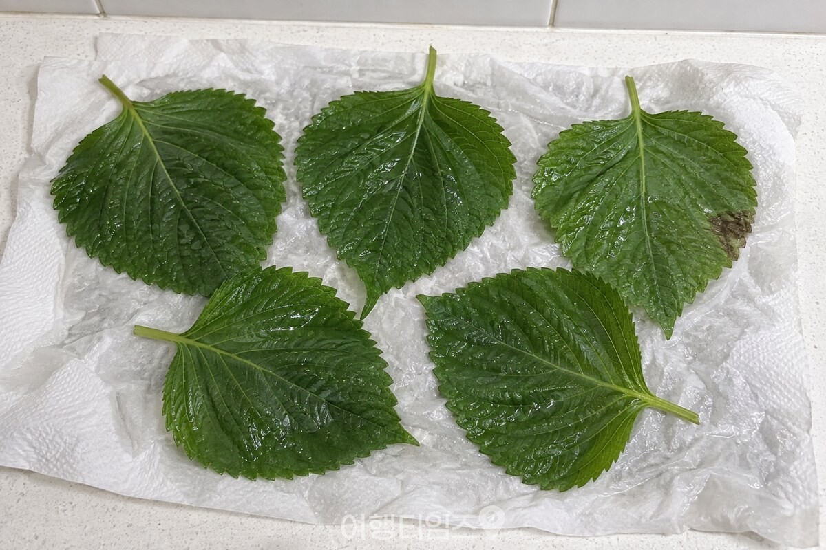 젖은 키친타월로 통째 감싼 깻잎을 펼치자 잎 표면에 물기가 묻어 있고 가장자리 한쪽이 흑갈색으로 변해 있다. / 기사 이해를 돕기 위한 생성형 이미지