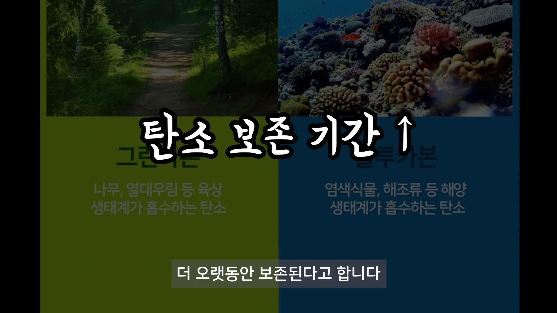화면이 이분할되어 왼쪽에는 숲길이, 오른쪽에는 산호초가 나타나고 중앙에 '탄소 보존 기간'이라는 큰 글자와 하단에 그린카본과 블루카본을 비교하는 설명이 적힌 그래픽 자료입니다.