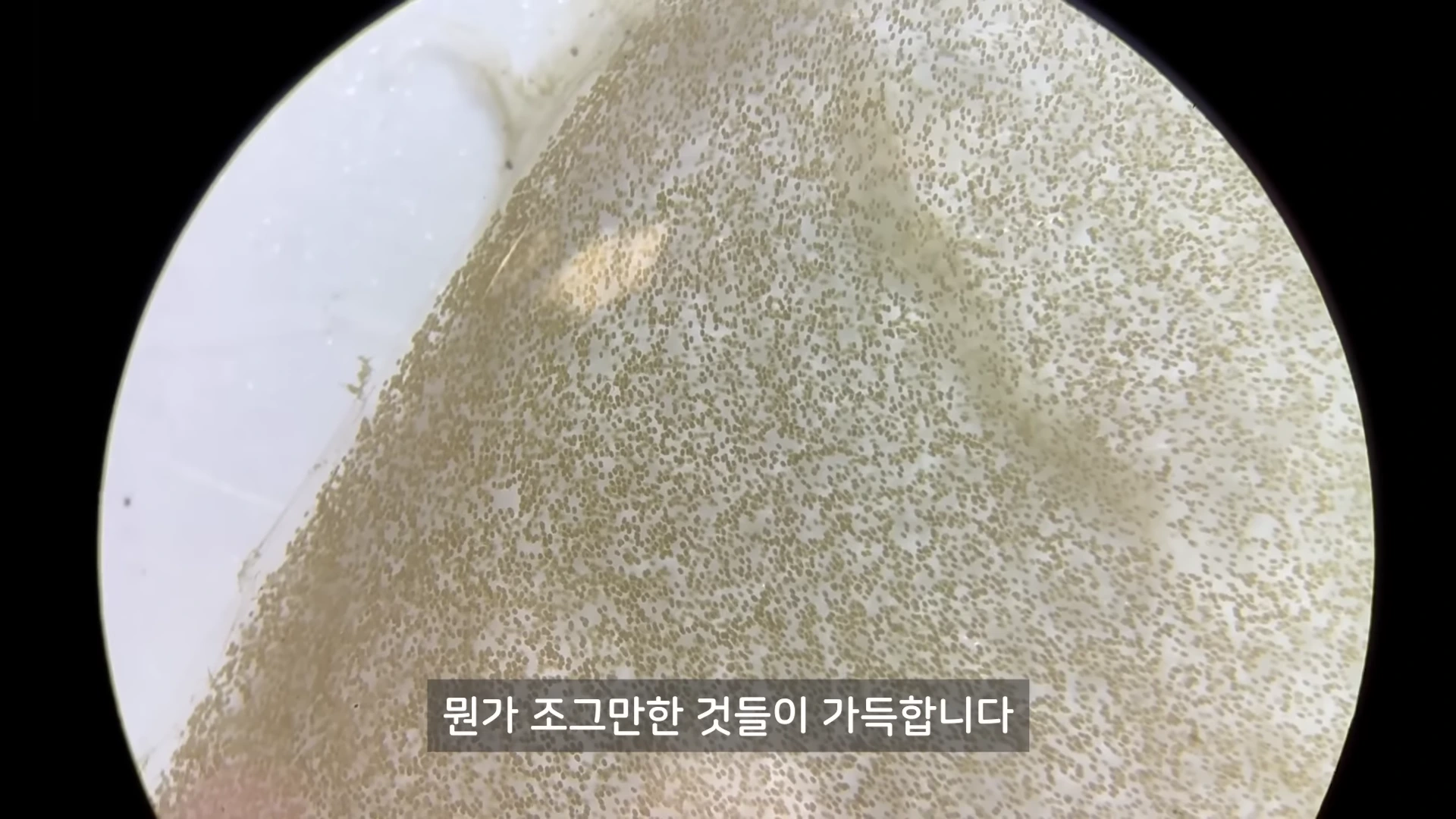 현미경으로 확대하여 투명한 막 안에 빽빽하게 들어찬 작은 알들을 보여주는 영상 화면
