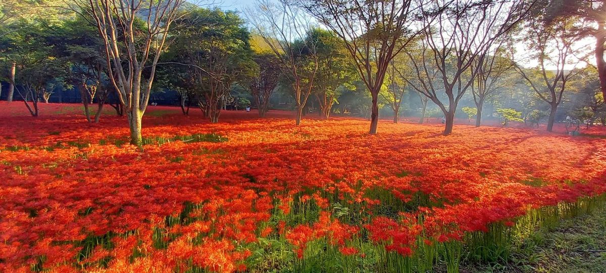 붉은 융단 / 한국관광공사-김민중