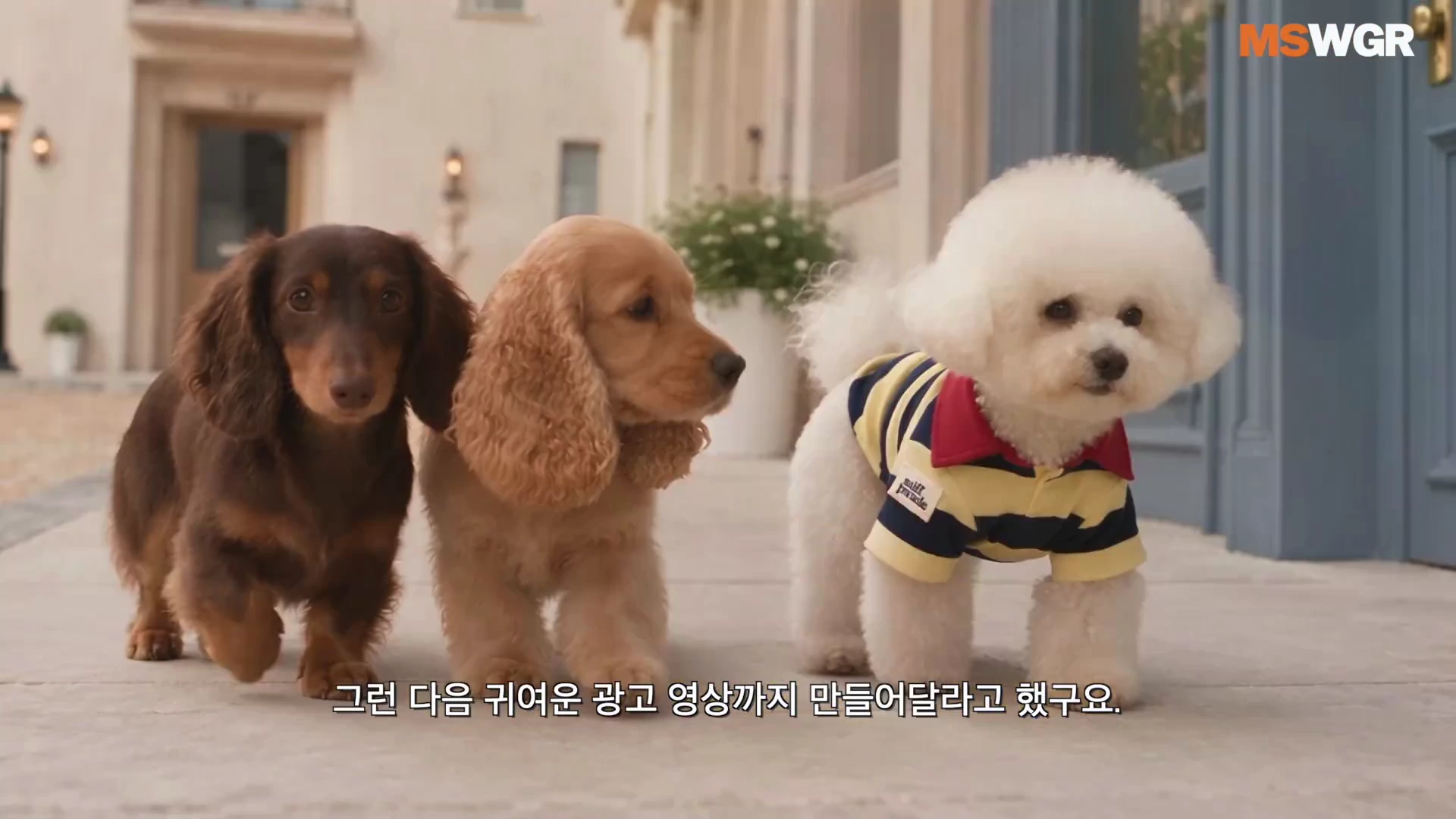줄무늬 셔츠를 입은 비숑과 두 마리의 다른 강아지가 야외 거리에서 나란히 걷고 있는 영상 화면.