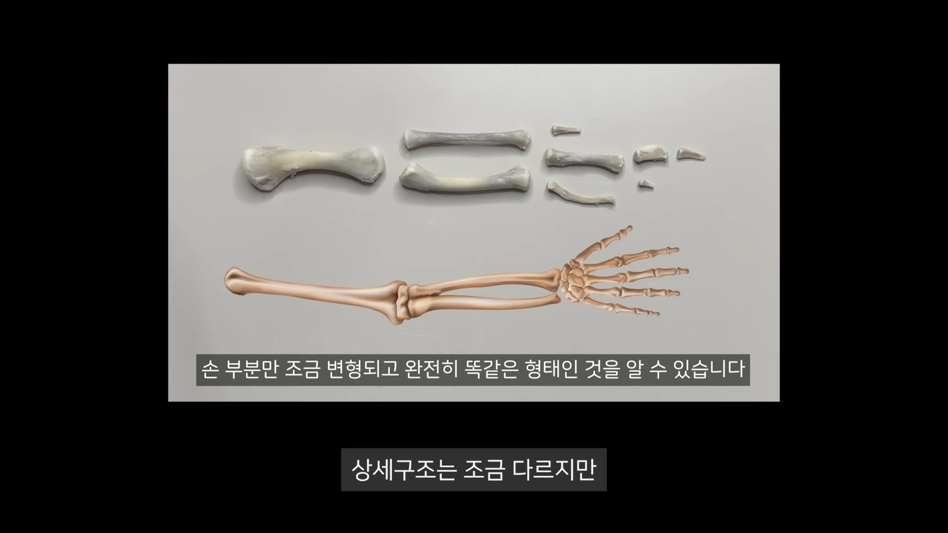 흰색 배경 위에 나열된 돼지 다리 뼈들과 그 아래 위치한 사람의 손과 팔 뼈 구조를 나타낸 그래픽 비교 자료.