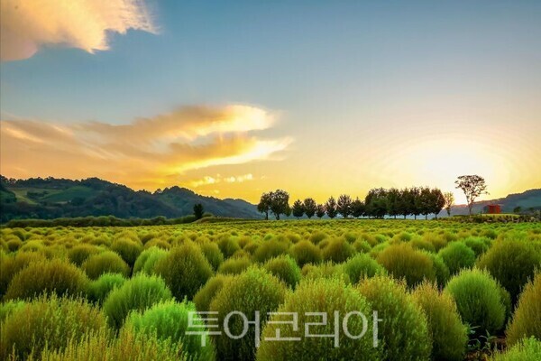 임진강 댑싸리 정원/투어코리아뉴스 정명달 기자   사진=연천군