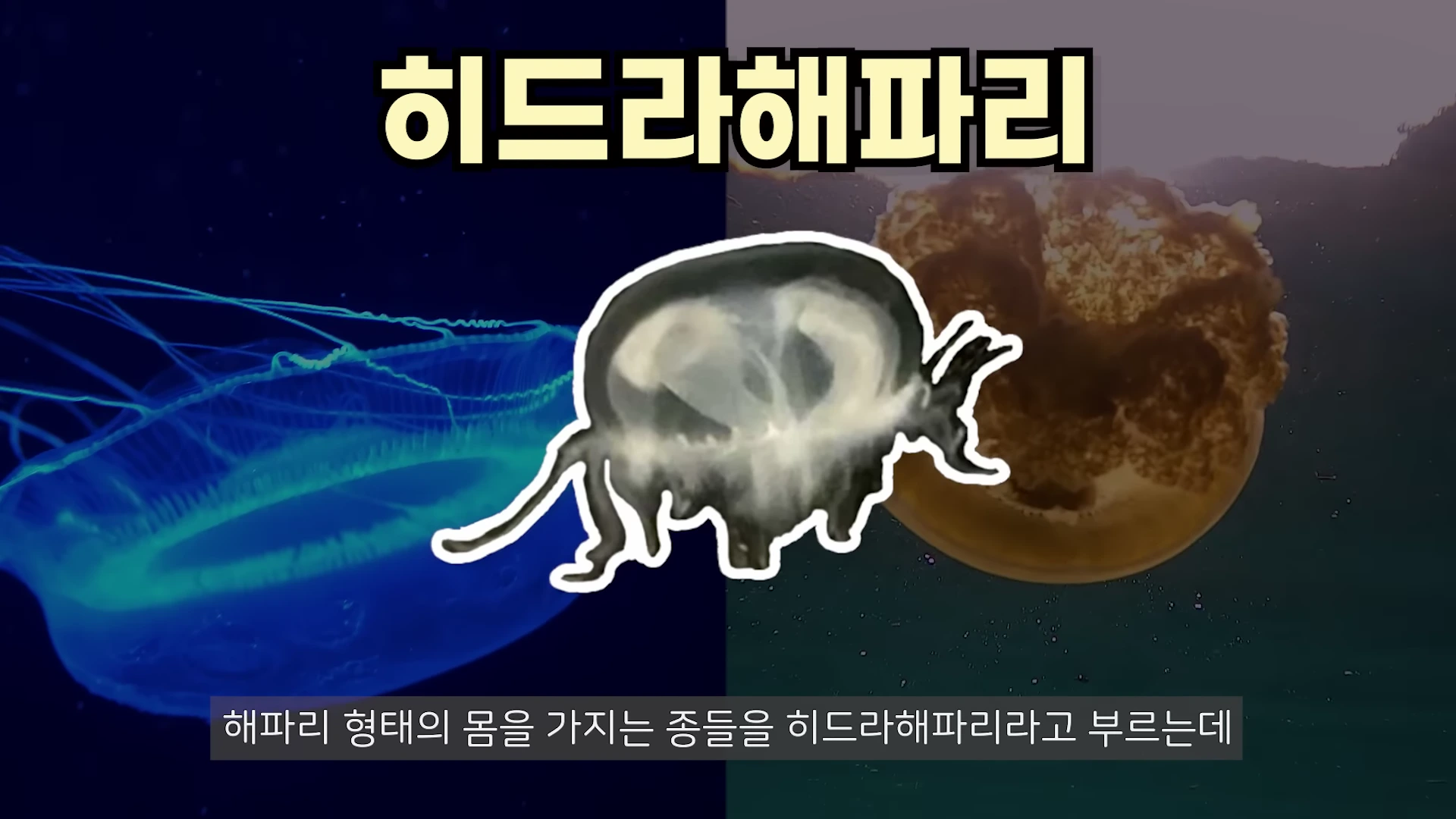 투명한 민물해파리의 모습과 그 위로 '히드라해파리'라는 큰 글자가 적힌 영상 화면으로, 배경에는 푸른 빛을 띠는 해파리의 실루엣이 나타나 있습니다.