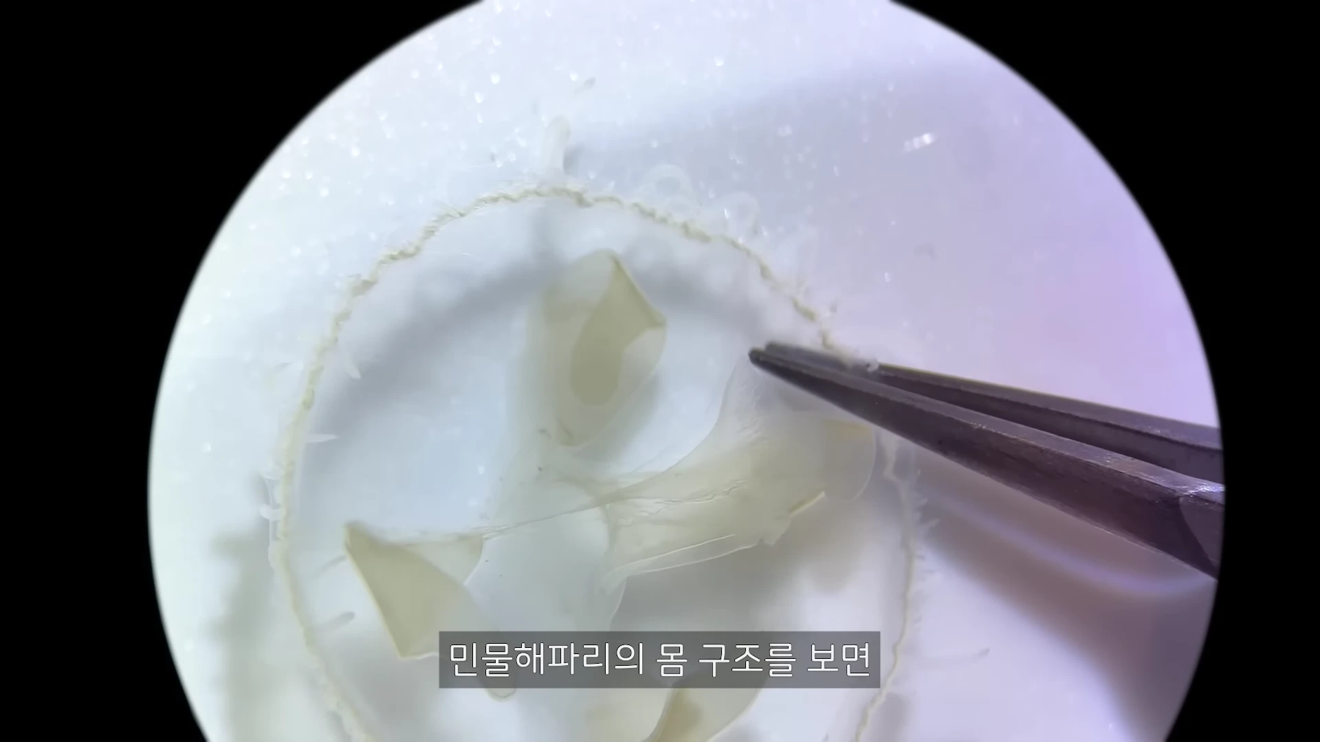 현미경 시야 안에서 금속 핀셋이 투명한 민물해파리의 몸을 조심스럽게 고정하고 있는 모습