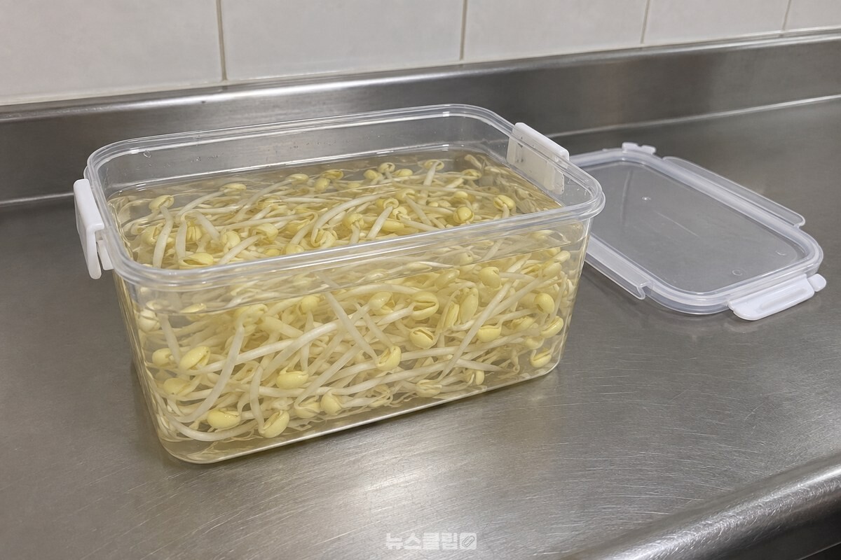 투명 밀폐용기에 콩나물을 담고 찬물을 부어 모두 잠기게 한 뒤 냉장실에 넣기 전 싱크대 위에 올려 둔 모습. / 기사 이해를 돕기 위한 생성형 이미지