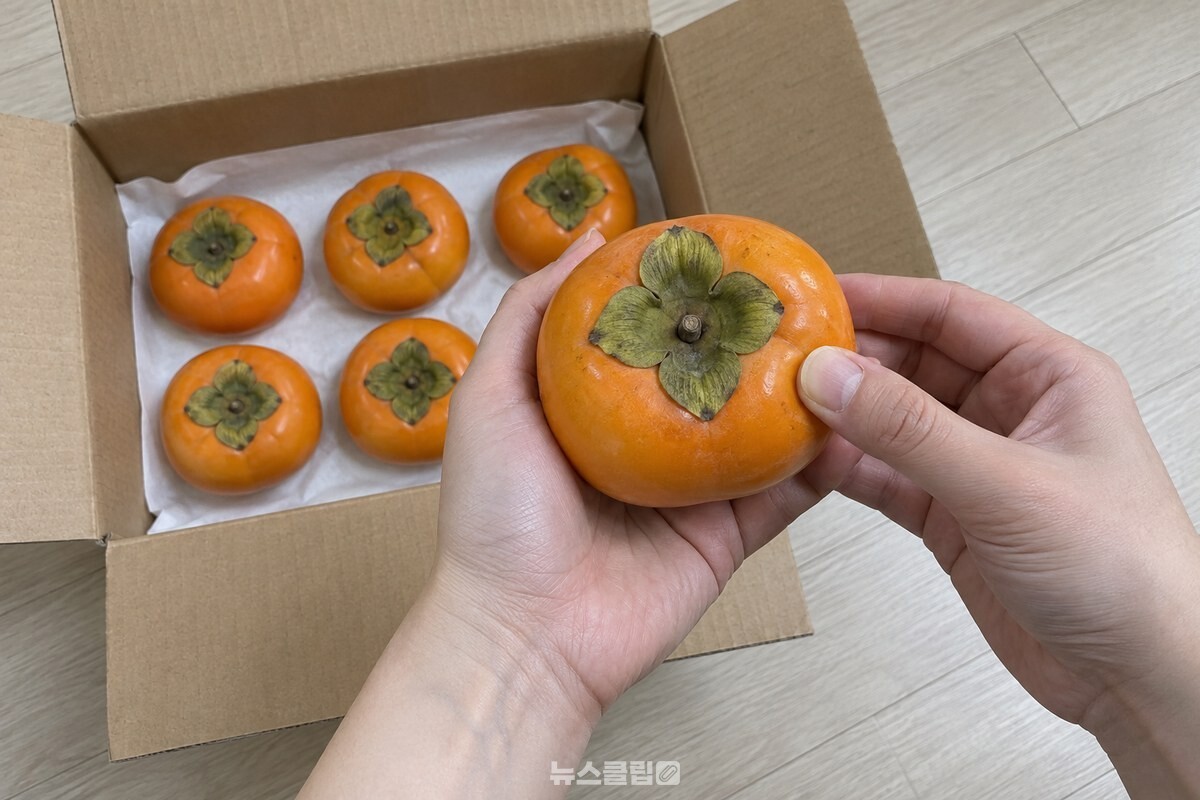 상자에서 꺼낸 단감을 한 알씩 들어 손끝으로 눌러 단단한 정도를 확인하는 모습. / 기사 이해를 돕기 위한 생성형 이미지