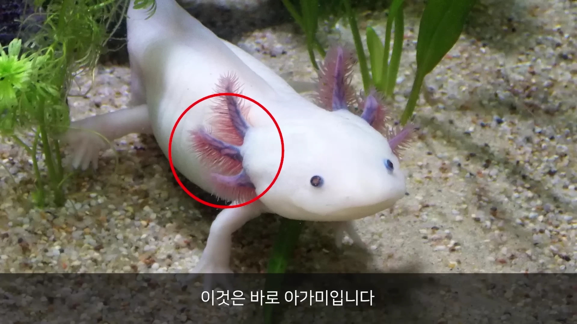 물속 모래 바닥에 서 있는 흰색 우파루파의 머리 양옆으로 깃털 모양의 붉은색 아가미가 달려 있으며 빨간색 원이 아가미 부위를 강조하고 있는 영상 캡처 화면
