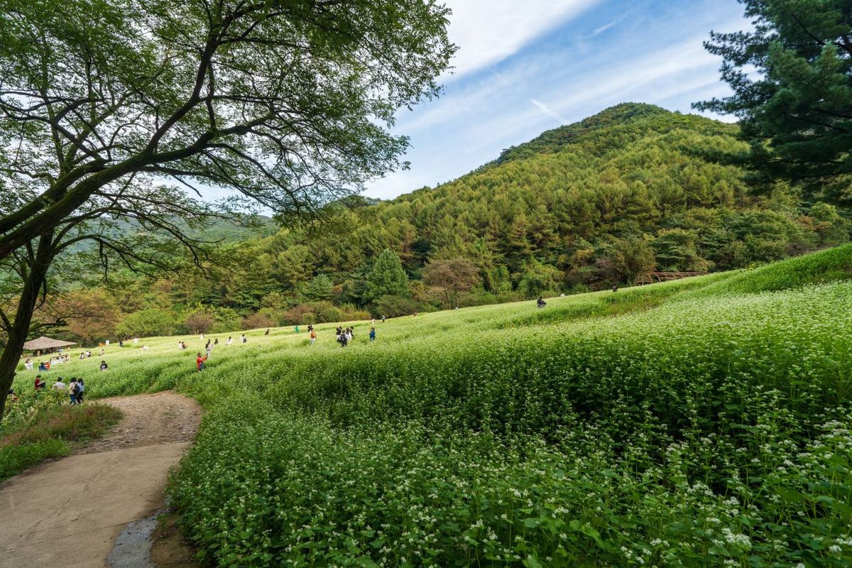 추정리 메밀밭 / 한국관광공사-강윤구