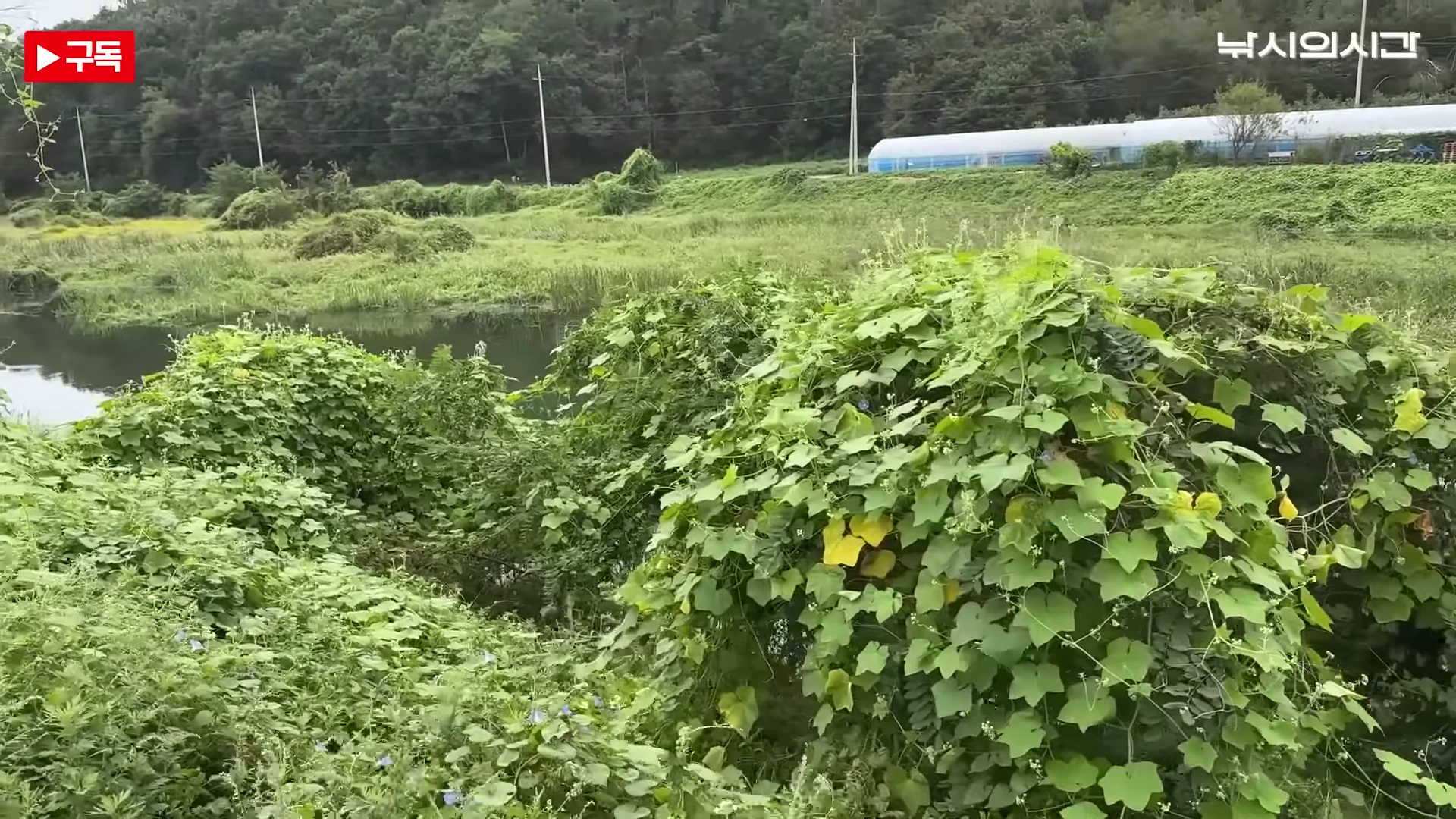 푸른 덩굴 식물이 무성하게 우거진 하천변의 모습으로, 물가 주변에 다양한 수초와 함께 자연적인 둠벙 지형이 형성되어 있습니다.