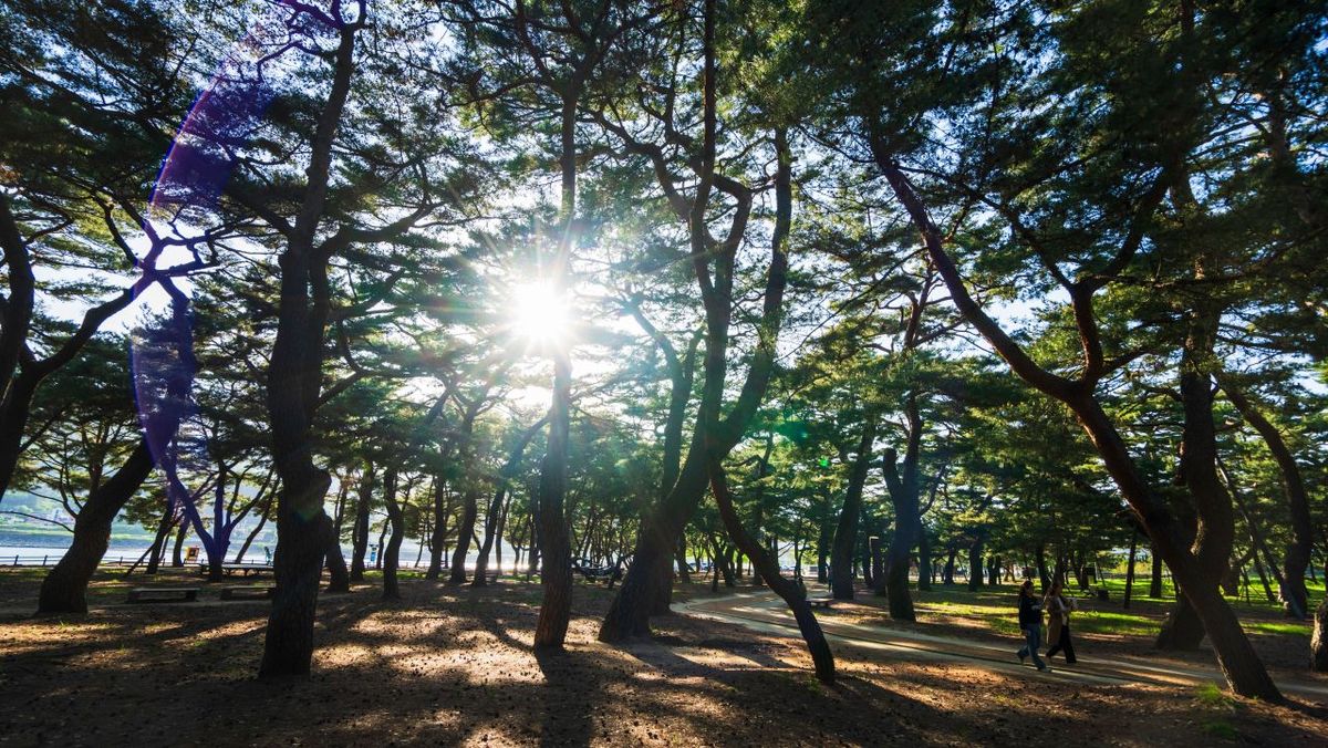 하동송림공원 / 한국관광공사-김지호