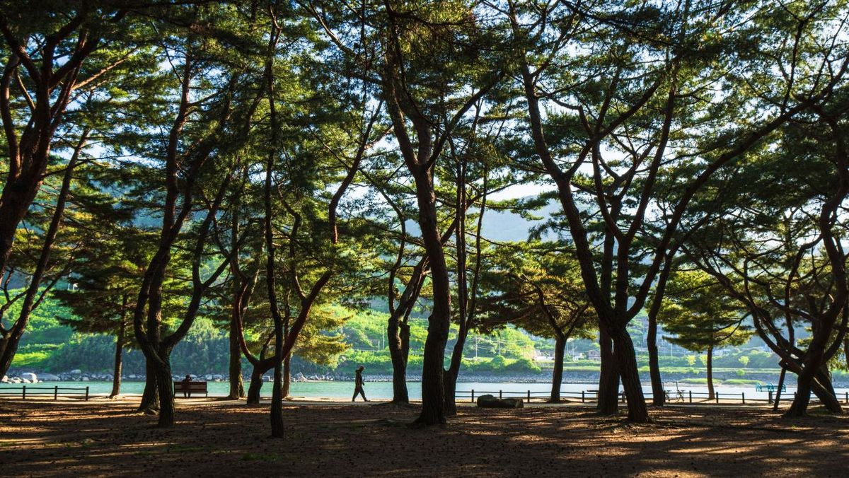 하동송림공원 / 한국관광공사-김지호