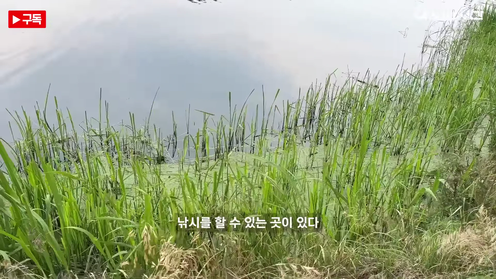 물가에 녹색 수초가 무성하게 자라 있고 수면 위로 갈대가 솟아 있는 낚시터 풍경이며 중앙에 낚시를 할 수 있는 곳이 있다라는 한글 자막이 적혀 있다.