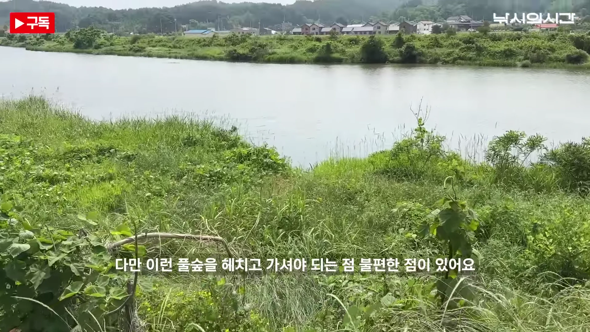 강변을 따라 길게 자란 무성한 풀숲과 그 너머로 보이는 잔잔한 강물의 모습이 담긴 영상 캡처 화면입니다.