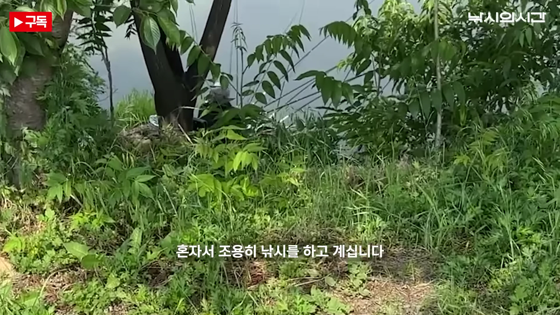 푸른 수풀과 나무가 우거진 강변에서 낚싯대를 드리우고 조용히 낚시를 즐기는 낚시꾼의 모습