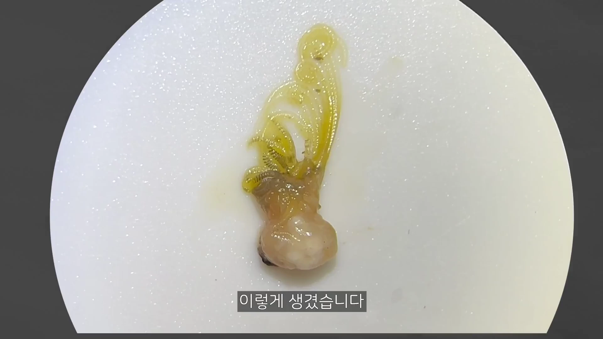 흰색 원형 받침대 위에 놓인 따개비의 속살로, 여러 개의 가느다란 다리 구조물이 얽혀 있는 모습입니다.
