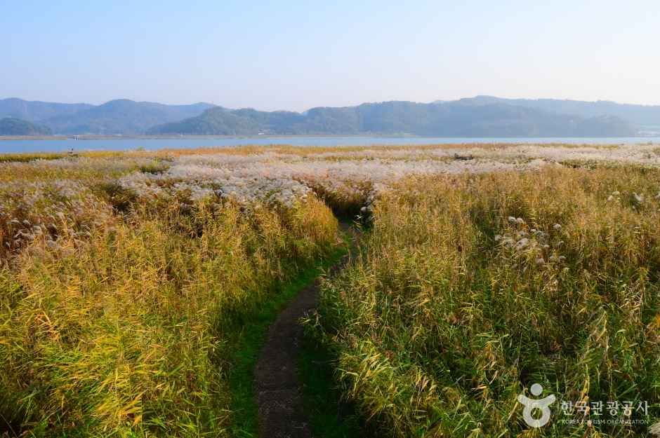 금강 옆 6만 평 갈대밭 산책길 / 사진=한국관광공사