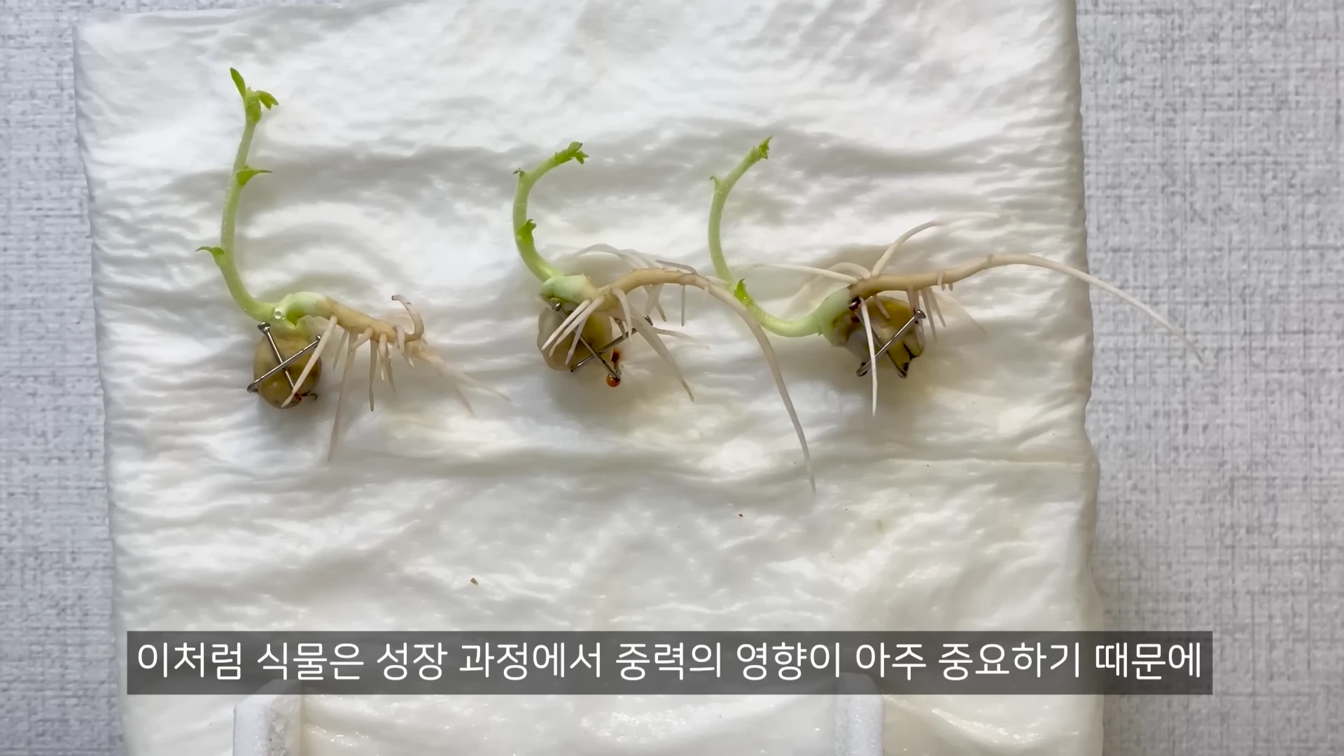 흰색 키친타월 위에 놓인 싹이 튼 콩 세 개가 금속 핀으로 고정되어 있으며, 줄기와 뿌리가 특정 방향으로 휘어져 자라고 있는 모습