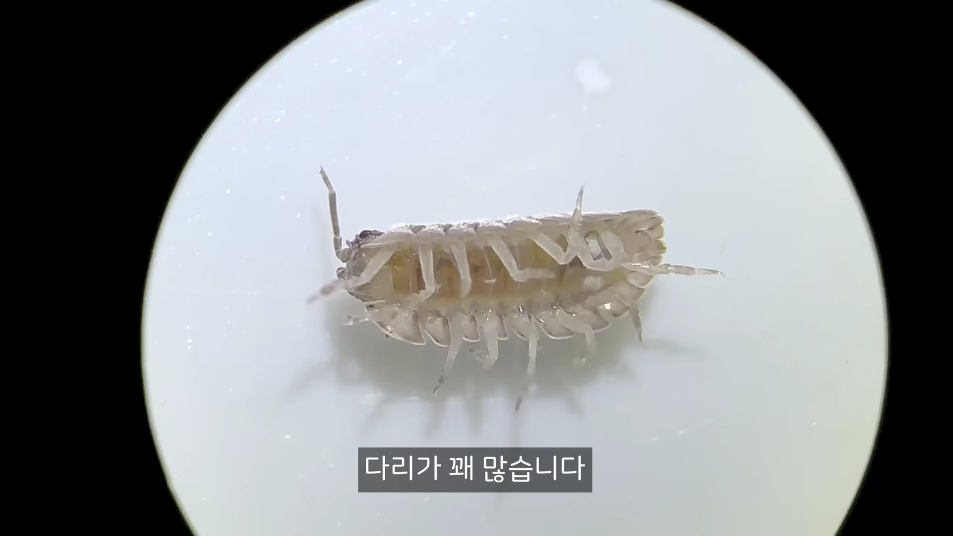 현미경으로 확대된 쥐며느리가 뒤집혀 있는 모습으로, 몸 양옆으로 뻗은 여러 쌍의 다리가 선명하게 보입니다.