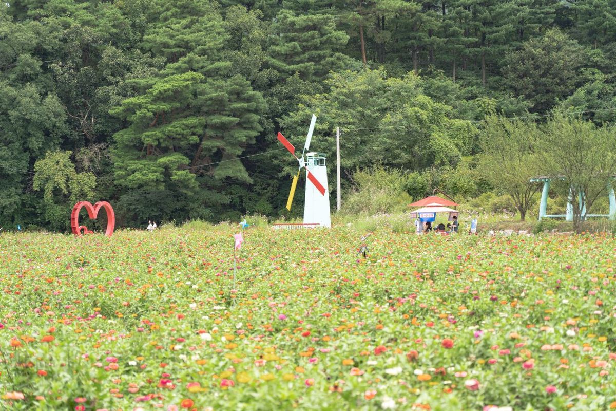 용수골가을꽃축제 / 한국관광공사-김경기