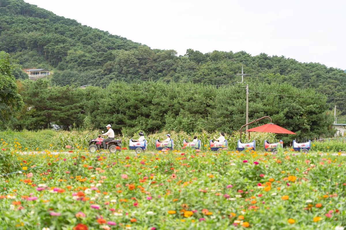 용수골가을꽃축제 / 한국관광공사-김경기