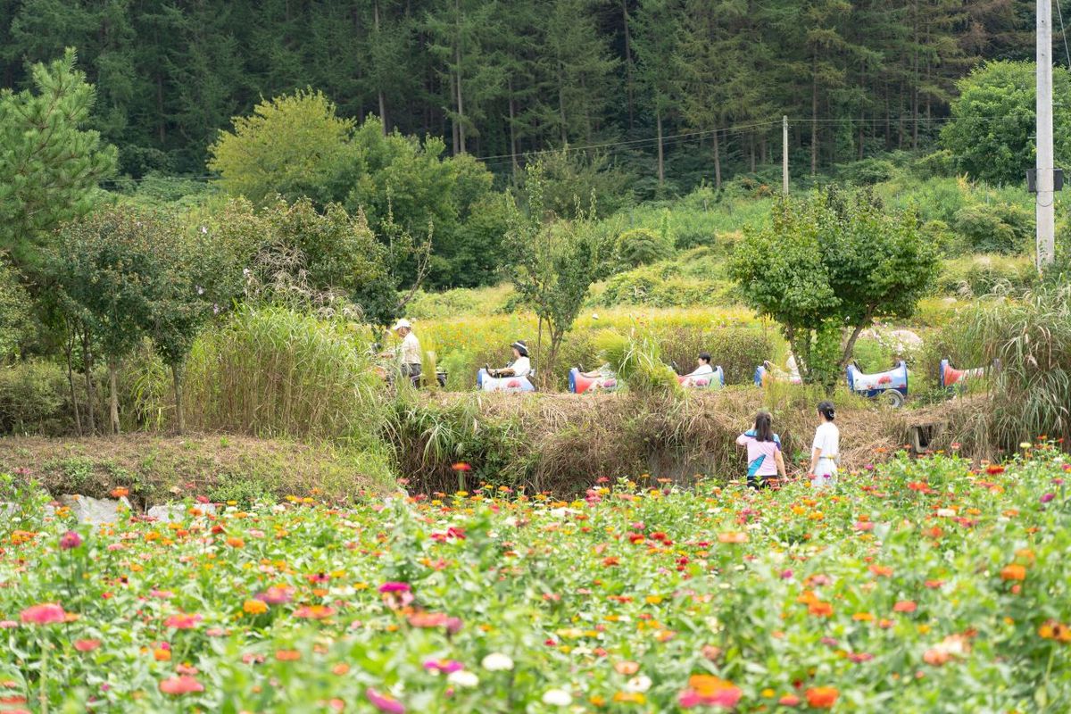 용수골가을꽃축제 / 한국관광공사-김경기