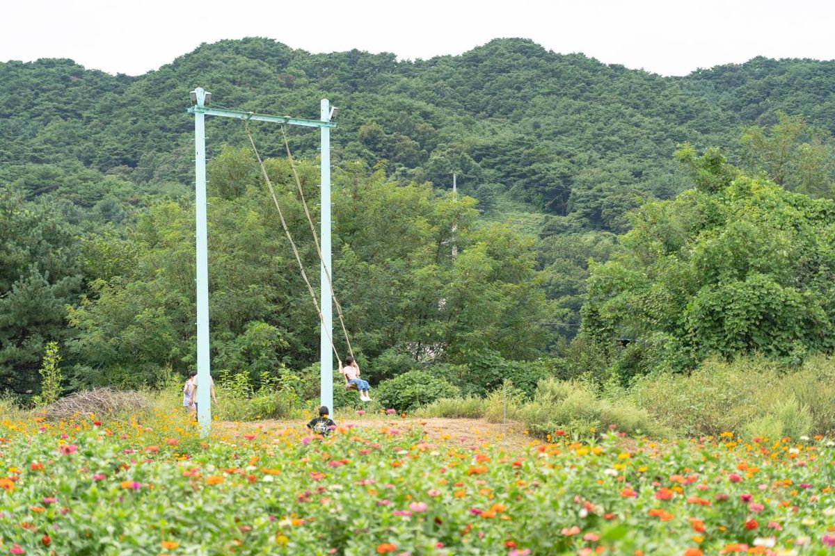용수골가을꽃축제 / 한국관광공사-김경기