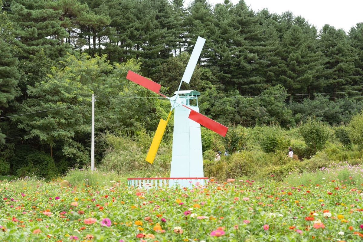 용수골가을꽃축제 / 한국관광공사-김경기