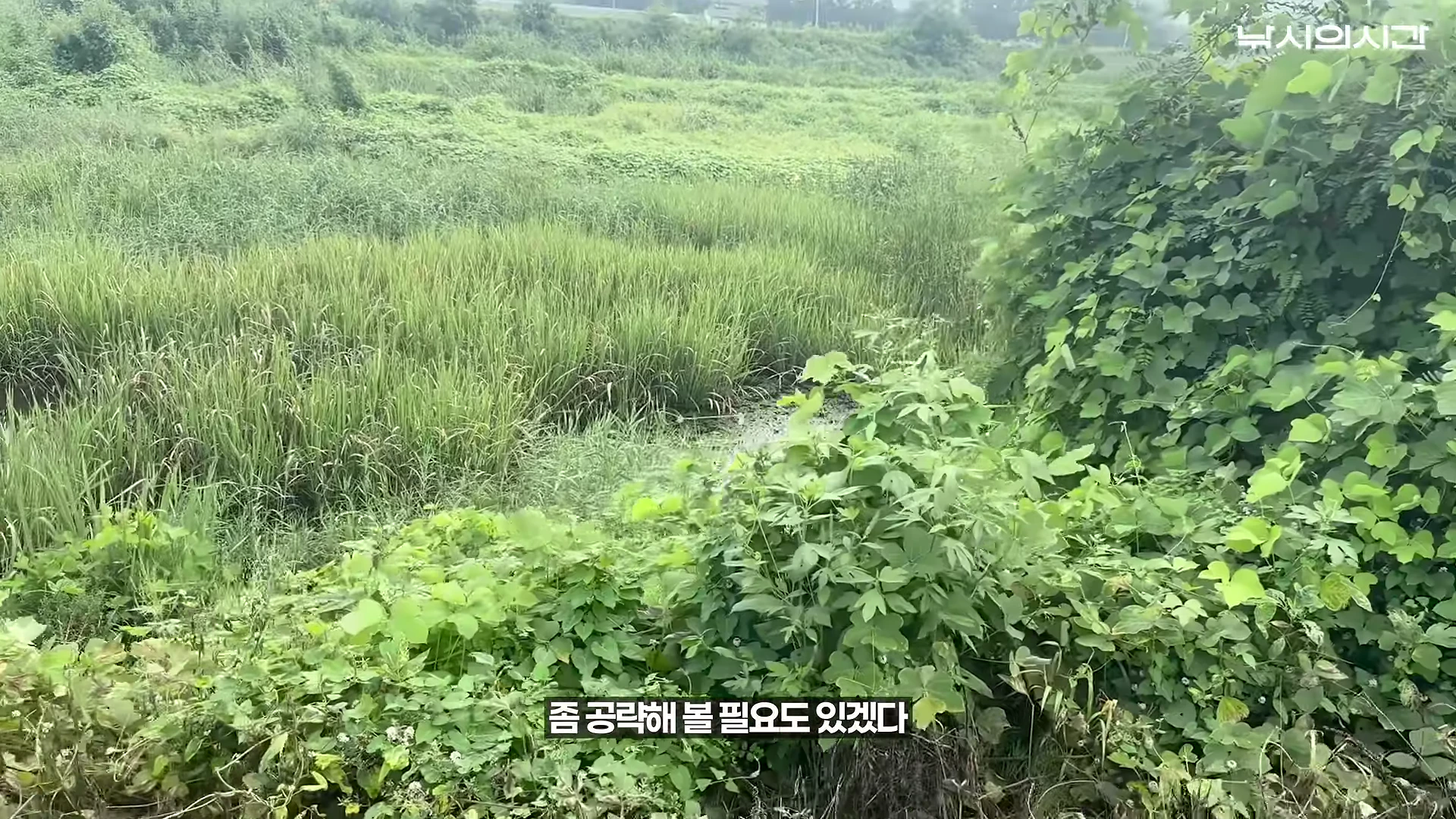 응천 하천 주변에 빽빽하게 자라난 덩굴 식물과 잡초로 인해 수면이 거의 보이지 않는 지형 모습