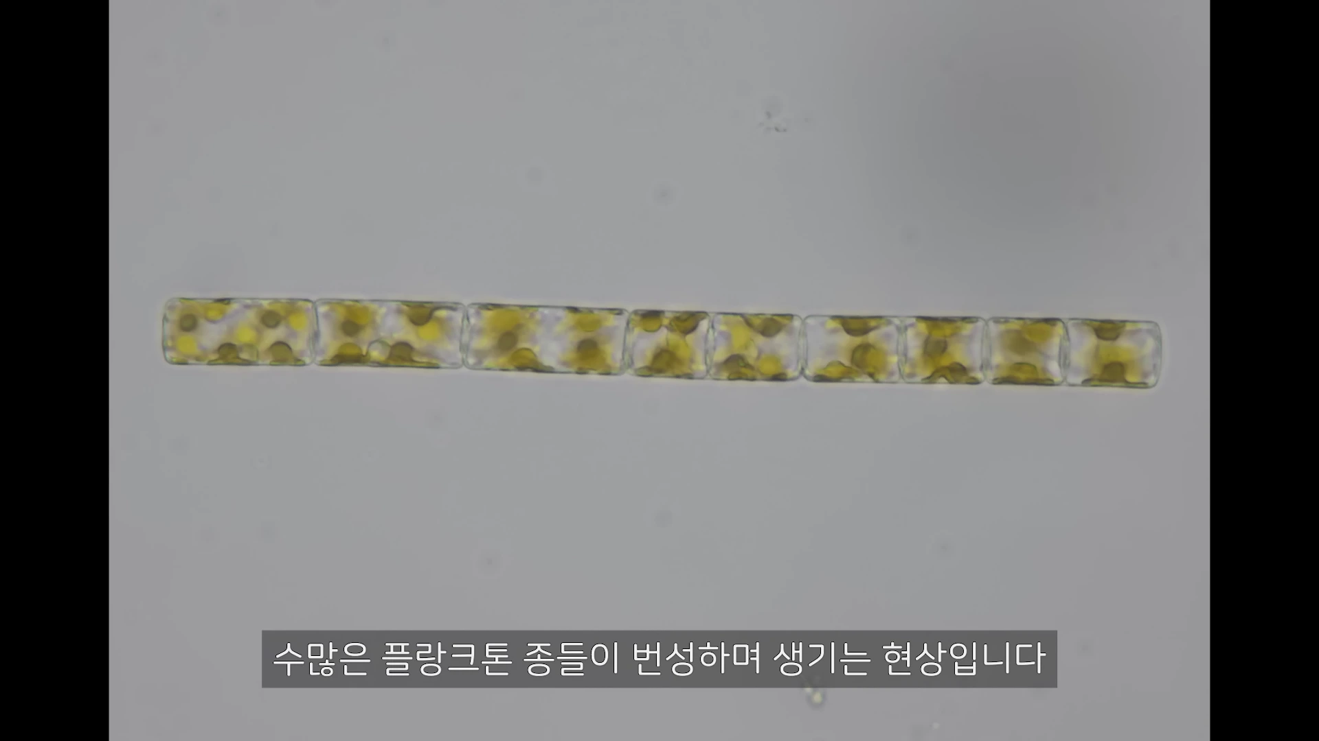 현미경으로 확대된 길쭉한 막대 모양의 플랑크톤이 투명한 배경 위에 놓여 있으며, 하단에는 '수많은 플랑크톤 종들이 번성하며 생기는 현상입니다'라는 자막이 적혀 있습니다.