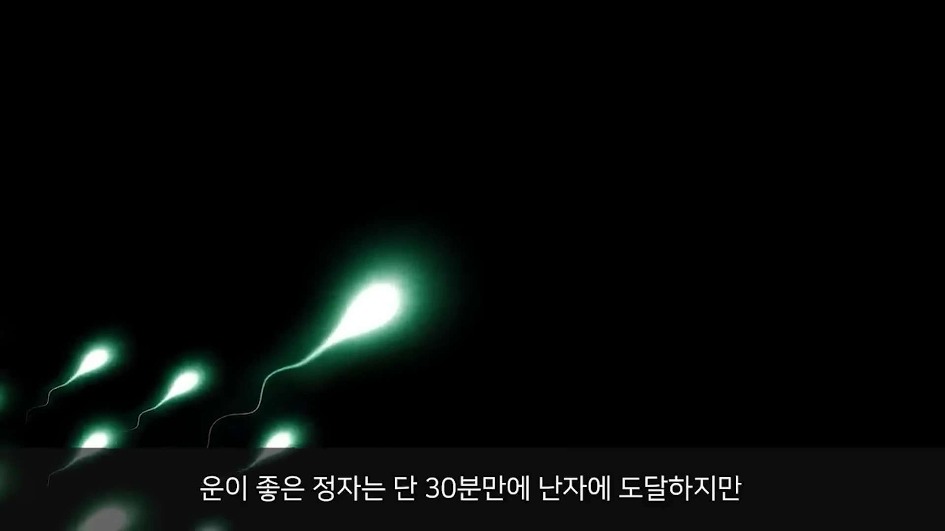 검은 배경 속에서 연한 녹색 빛을 내는 정자 형상의 물체들이 움직이는 모습이 담긴 영상 장면