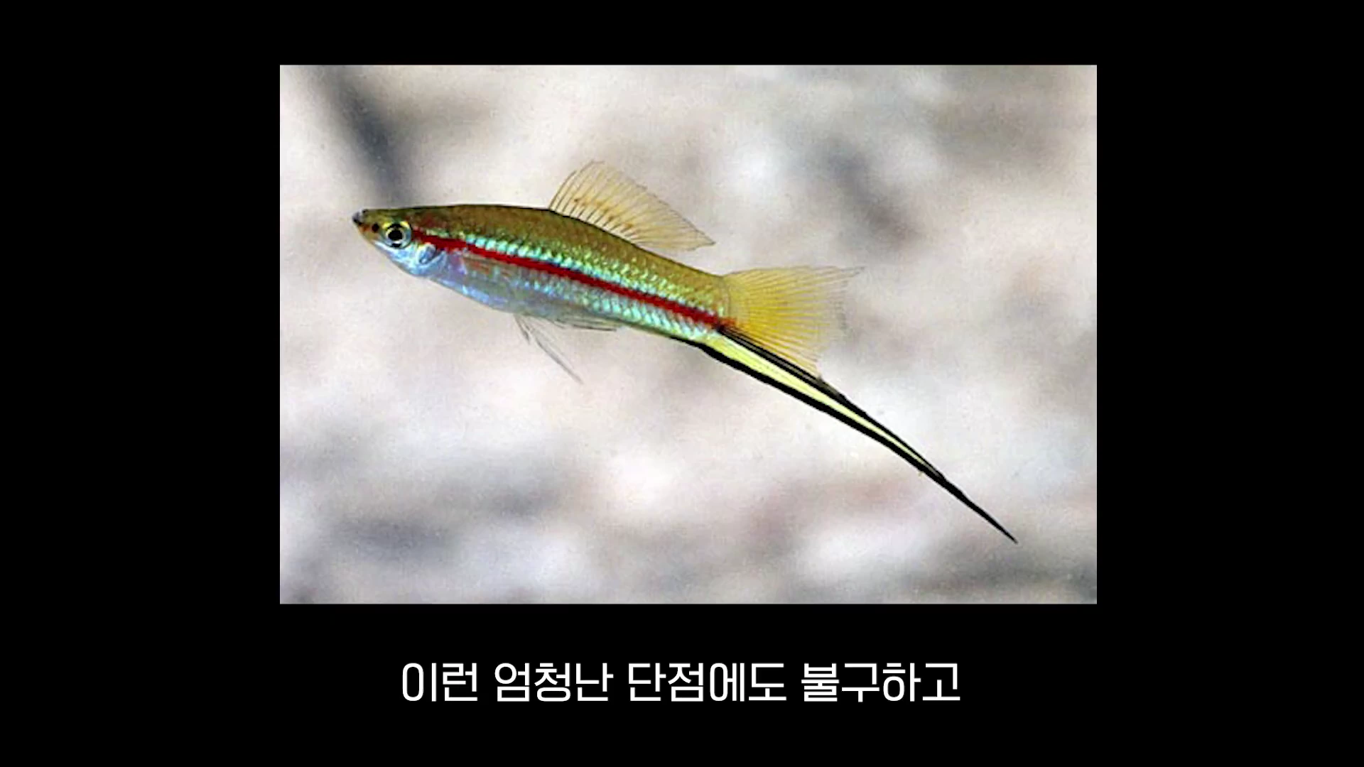 물속을 헤엄치는 꼬리 지느러미가 칼처럼 길게 뻗어 있는 소드테일 물고기 한 마리.