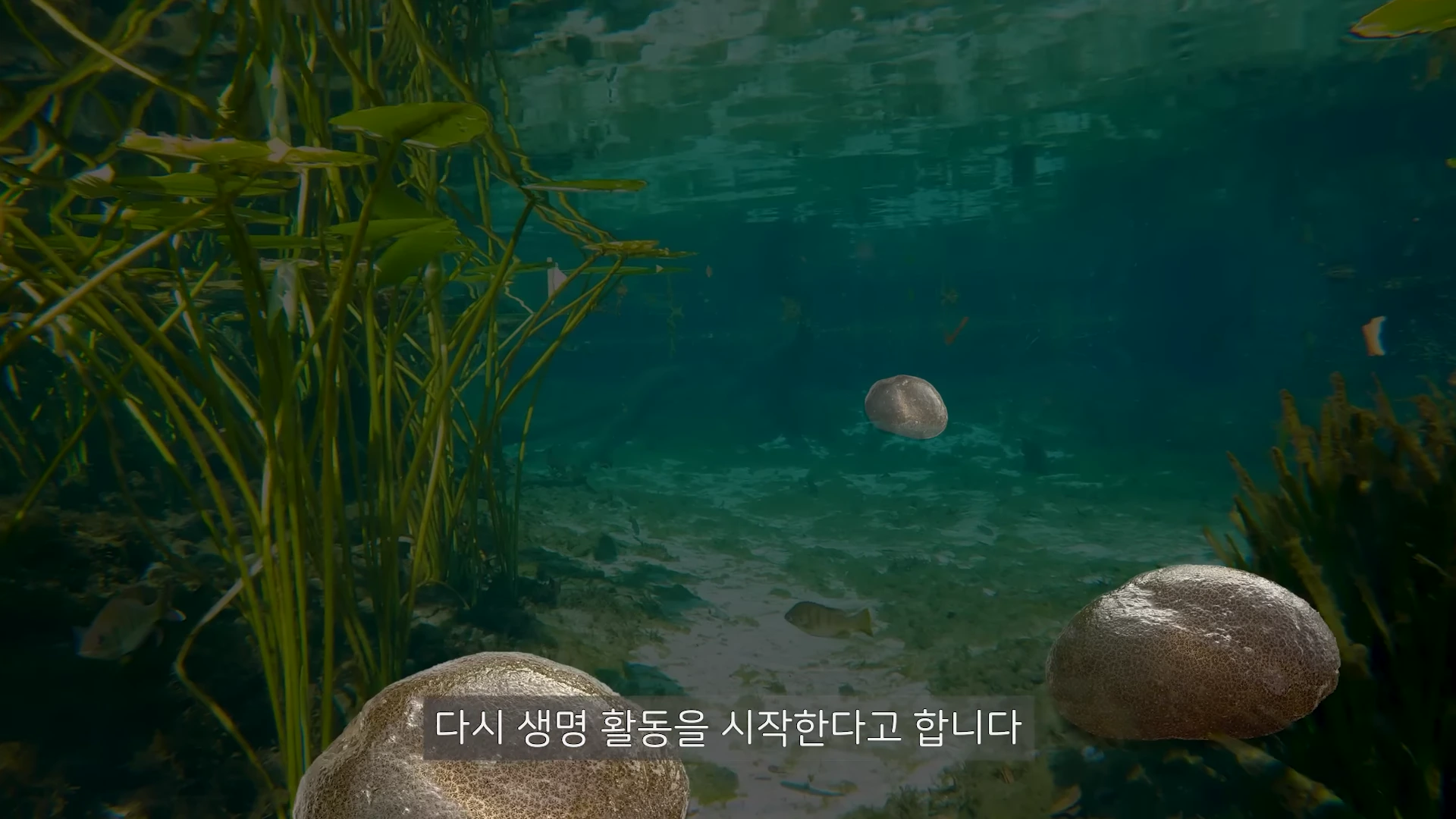 수중 환경에 떠 있는 여러 개의 젤리 형태 덩어리들과 주변의 수생 식물, 물고기들을 촬영한 화면